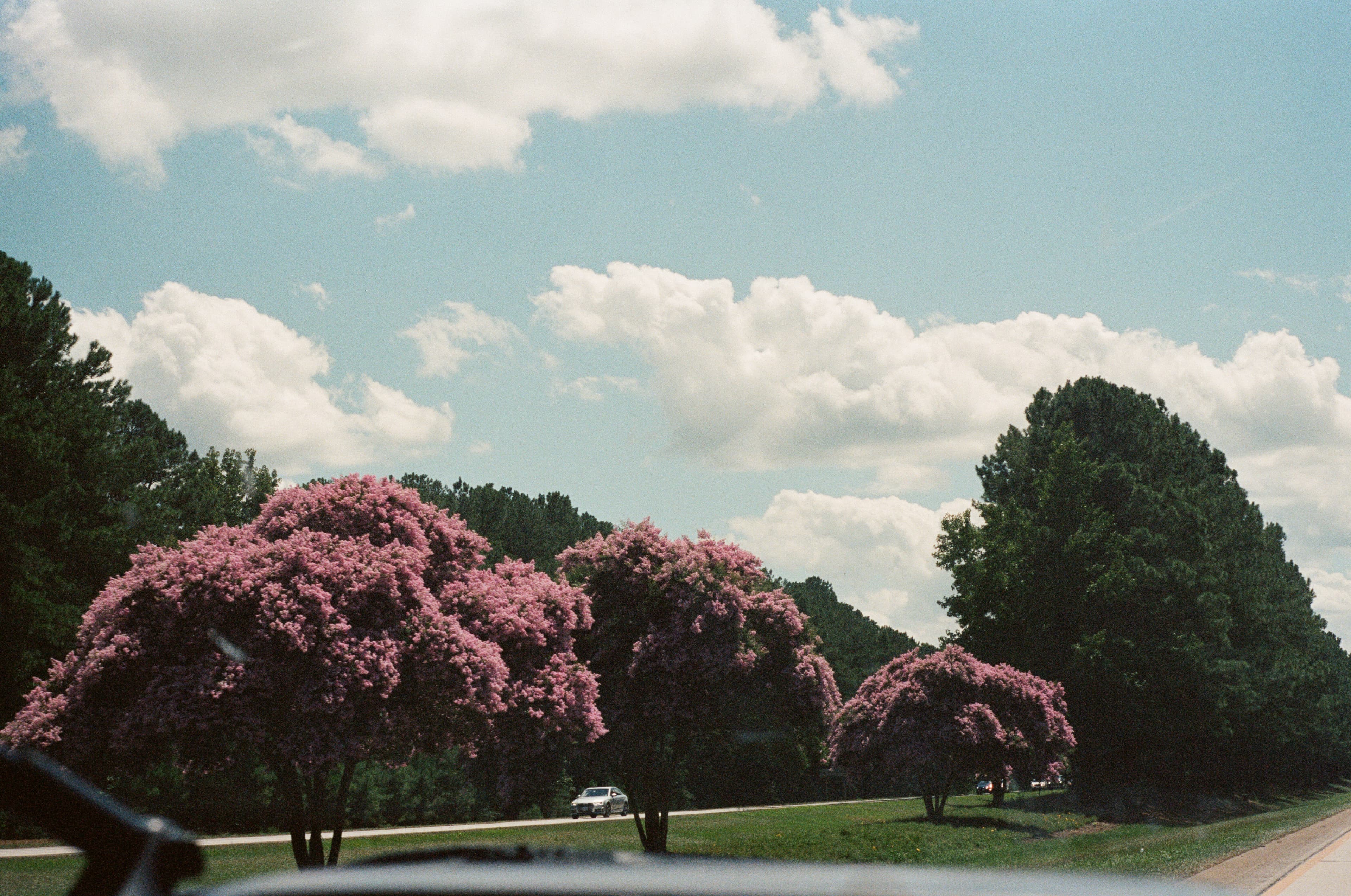 Cherry trees in bloom