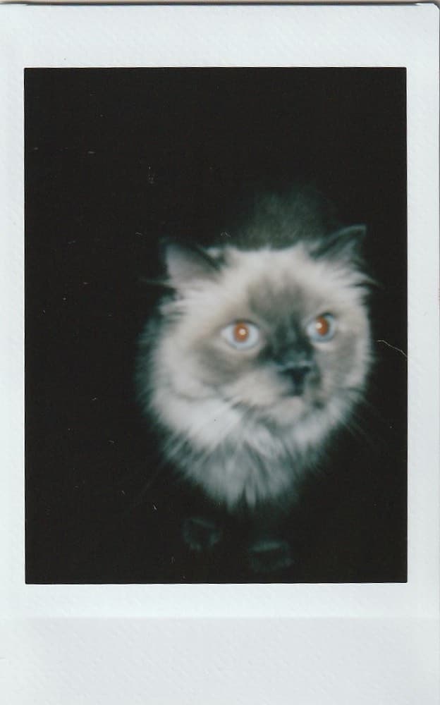 polaroid photo of rooney, a ragdoll cat