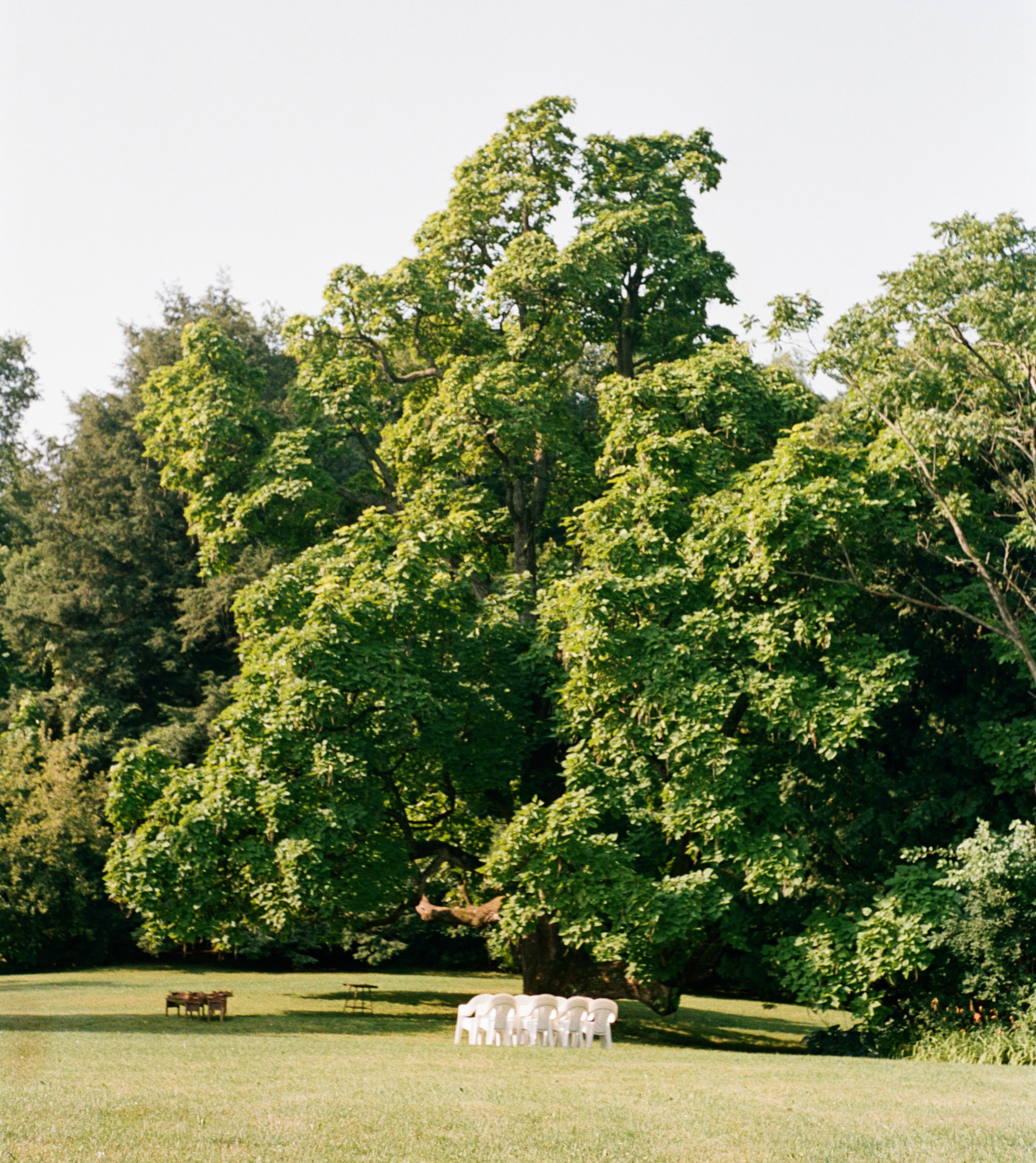 Tree with chairs underneath